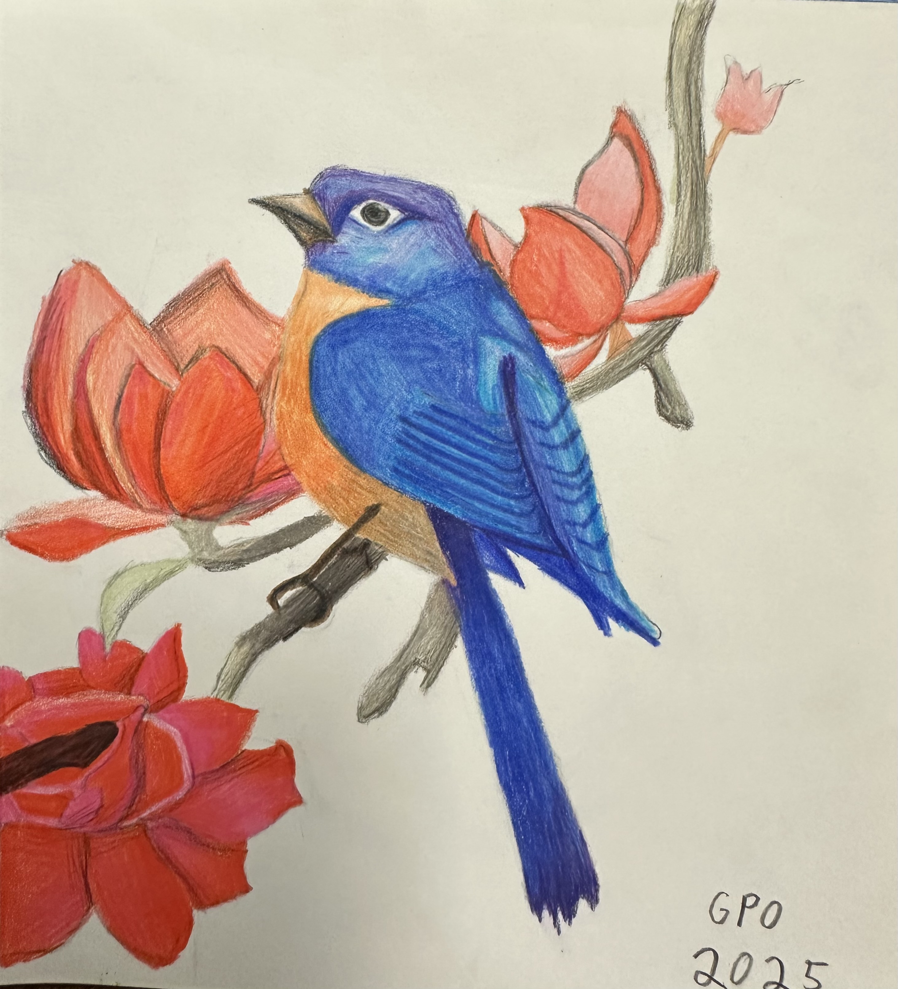 Blue Bird — Colored Pencil