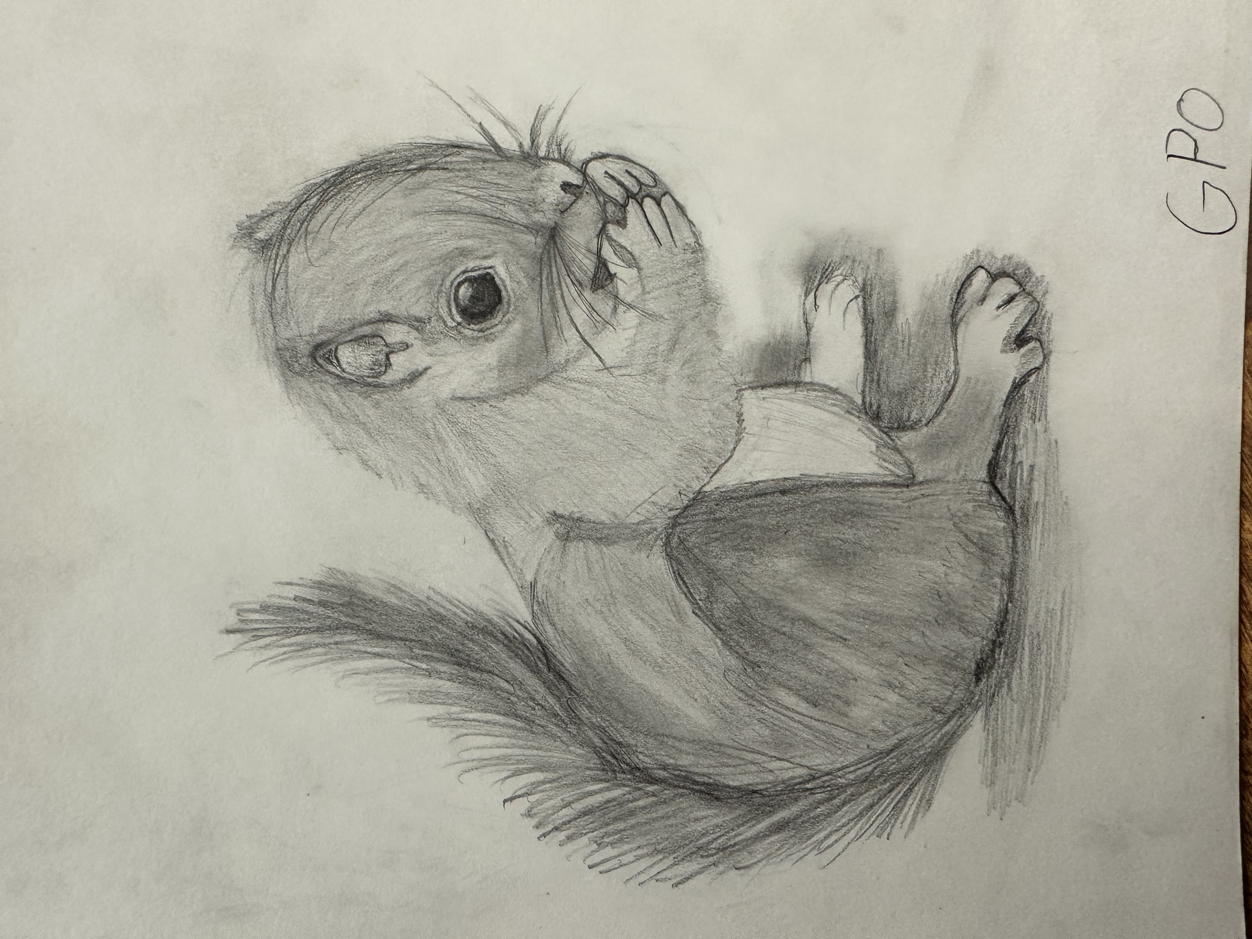 Squirrel — Graphite